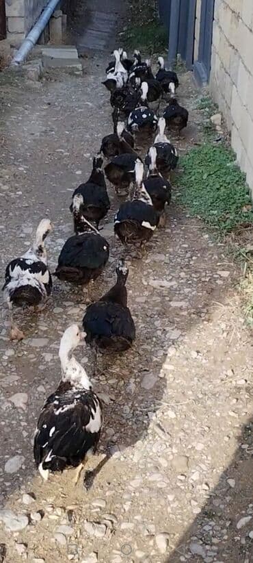 xacmazda satilan inekler: Ördəklərimi satıram lal ördəklərdi. Xoruzların 20 azn, Fərə lər 15 — 3