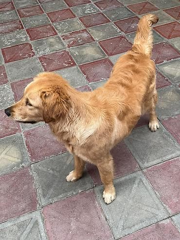 alman coban iti: Retriever, 9 ay, Dişi, Peyvəndli — 4