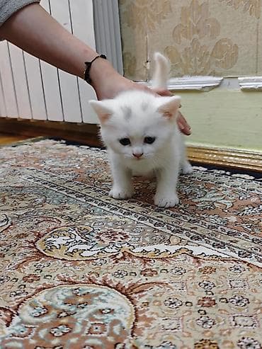 böyüməyən pişiklər: Şotland, Dişi, Erkək — 10