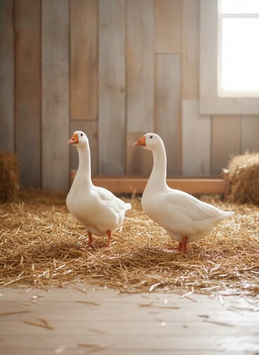ordek balasi ne yeyir: Ağ ördəklər – 2 ədəd cütlük - Rəng: tam ağ lələklər, narıncı dimdik — 1