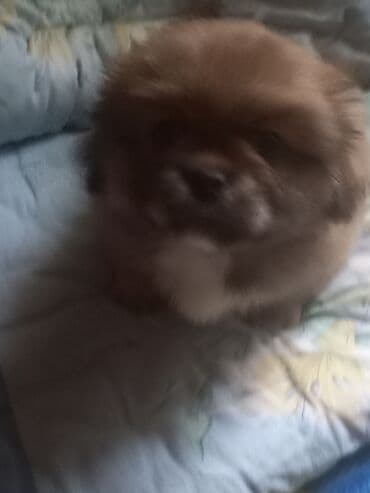 ucuz ev itleri: 2 ay, Erkek, Pulsuz çatdırılma — 4