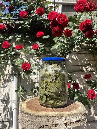 gence yemek sifarisi: 🍃 Seçilmiş tənək yarpaqları Ağzına qədər keyfiyyət 🌿 720 ML • 3₼ — 2
