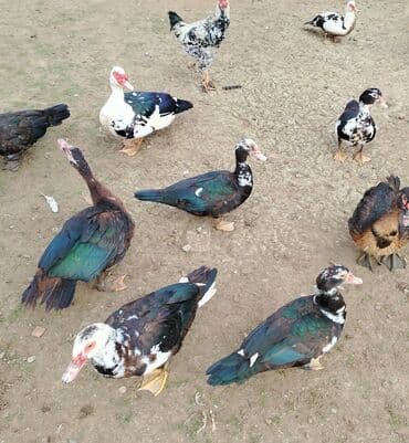 heleb keci: Salam. Elanı sona qədər oxuyun. 7 ədəd lal ördək satılır. 3-ü dişi — 1