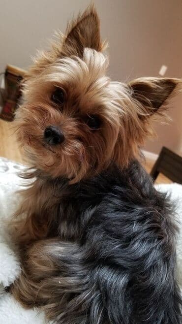 маленькие собаки в баку: Йоркширский терьер, 10 месяцев, Самец, С прививками, Бесплатная доставка — 2