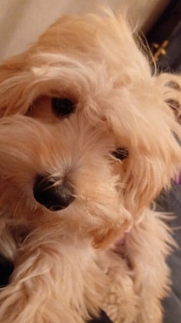 мальтийская болонка цена в баку: Təmiz sort Maltes.Peyvəndləri vurulub,qurd dərmanı,bit dərmanı — 6