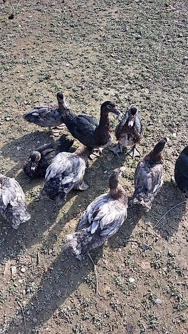 qaz ve ordek satisi: Erkək, | Macar, Damazlıq, Pulsuz çatdırılma — 7