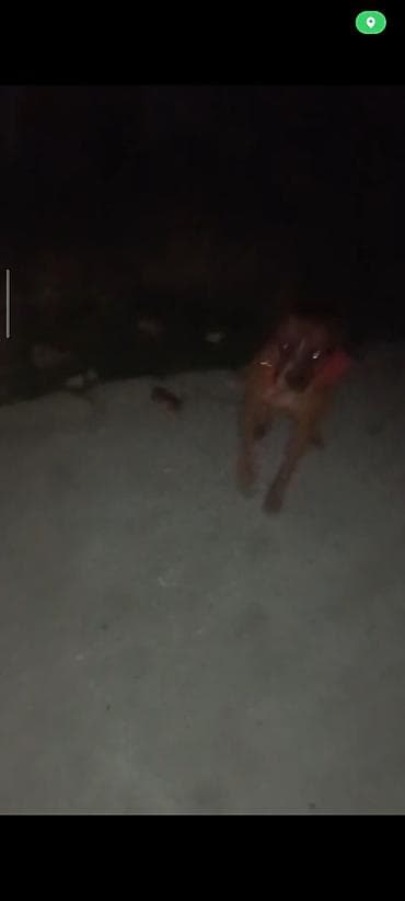 Pitbul satıram 150 manata saxlaya bilmirəm - Rəng: tünd-qəhvəyi, qısa