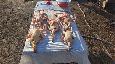 Qida məhsulları: Təmizlənmiş yerli qaz və ördək əti - Qaz karkasları – tükləri tam — 1