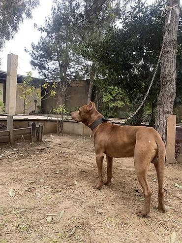 afcarka itləri: Pitbul, Erkek, Ünvandan götürmə — 3