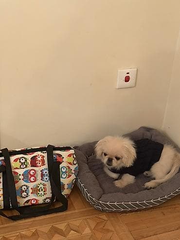 it evləri: 5 aylıq erkek peknes satılır çox ağıllı terbiyəli itdir işlə bağlı — 1