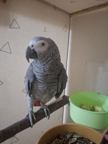 İtlər: Jako erkek damazlıq satılır. Tam sağlam quşdur. 3 yaşı var. qiymət — 2