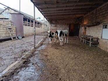 iri buynuzlu mal qara qiymeti: Dişi dana 7 aylıq erkəy 10 aylıq - Cins: südlük/ətlik istiqamətli — 6