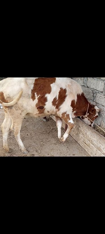 cins atlar: Satilir 10ayliq danadi dişidi cins danadi rial alici elaqe saxlasn — 4