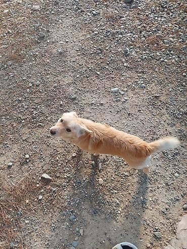 xasqi itləri: Zvonok — 5