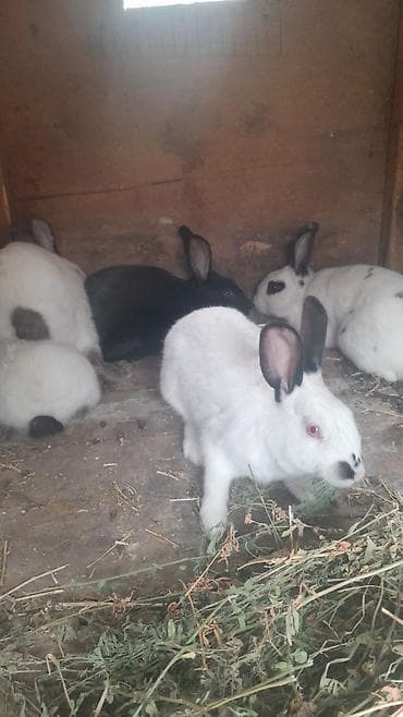 pulsuz heyvanlar verilir: Safqan dovşanlar – ət və damazlıq üçün Məhsul təsviri: - — 4