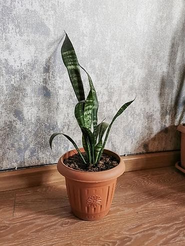 mal dili bitkisinin faydaları: Sansevieria - qabla birlikdə satılır. Uşaq otağı, yataq otağı, ofis — 3