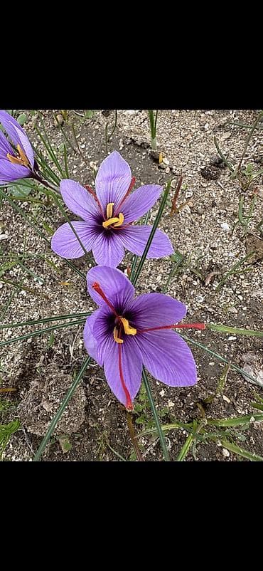 Safran – bütöv tellər, şüşə qabda - Məhsul: Safran (Crocus sativus) – — 5