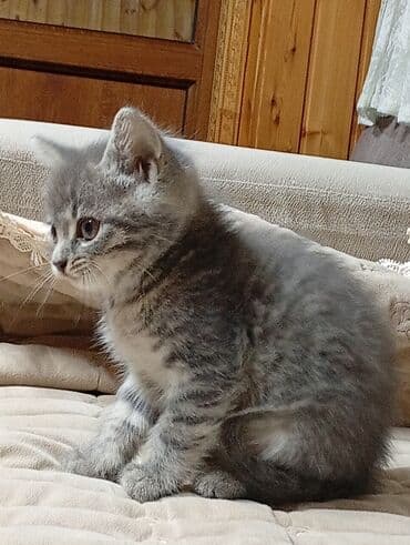 ağ pişik: В добрые руки — 5