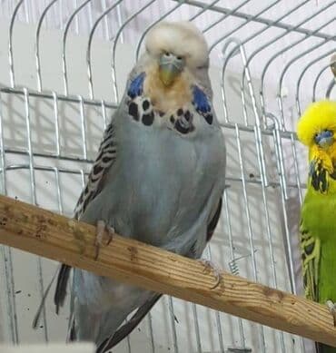 geref qusu rus dilinde: Vistivkalar — 1