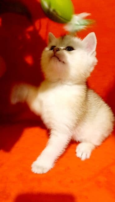 pişik südü: Britan, Erkək, Yaxşı əllərə, Ünvandan götürmə — 6