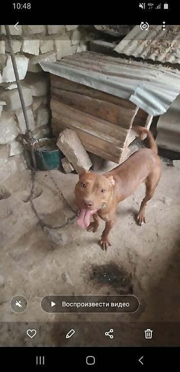 Pitbul, Peyvəndli lalafo.az -da Pitbul, Peyvəndli
