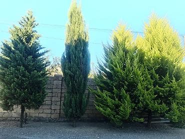 goruş ağacı: Thuja (evergreen dekorativ ağac) - Növ: Thuja/ardıc tipli həmişəyaşıl — 2