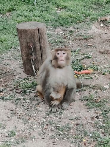 heyvanlara verilen xususi adlar: Sakit saqlam ve aktiv heyvandi.Mastaqadadi — 3