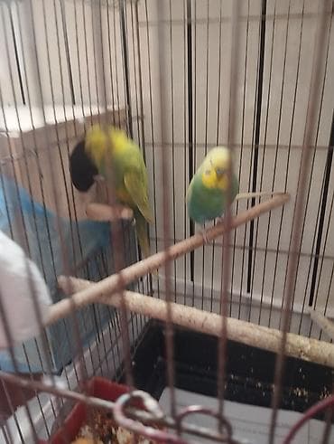 bala dana: 3 cüt tergitme tutuqusulardir 1 cüt altı balalidir 3 balasi var — 9