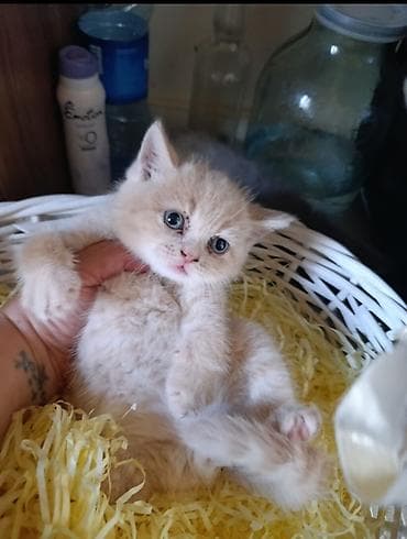 avcarka balası: Şotland yastı qulaq, Erkək, Dişi — 4