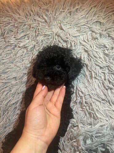 toy pudel: Pudel, 2 ay, Erkek — 3