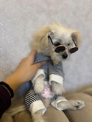 Maltipoo balası – 3.5 aylıq | Tam peyvəndli | Xarici pasportlu | Ev — 2