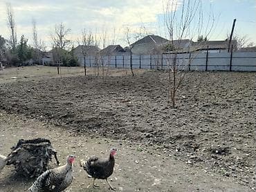 6 sot, Tikinti, Mülkiyyətçi, Kupça (Çıxarış)