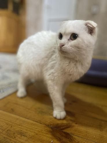 siam pişiyi: Şotland yastı qulaq — 1