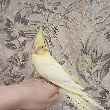 bulbul quşu: Növ: Nimfa kakadu (cockatiel) Rəng: Lutinо (tam açıq-sarı bədən — 3