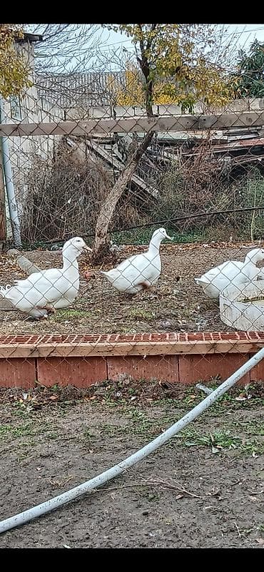 Aylesbury Ordeklerinin Cucesi Ve Yumurtasi Satilir Mayali 1 eded lalafo.az -da Aylesbury Ordeklerinin Cucesi Ve Yumurtasi Satilir Mayali 1 eded