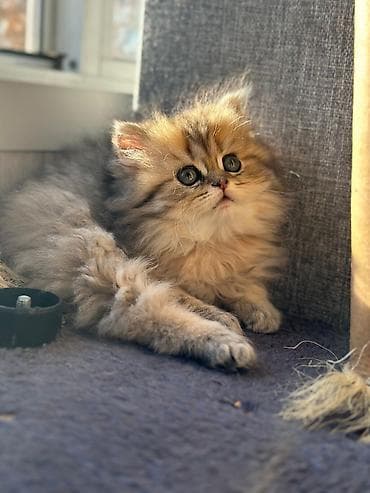 bala keçi: Şotland uzun tüklü — 10