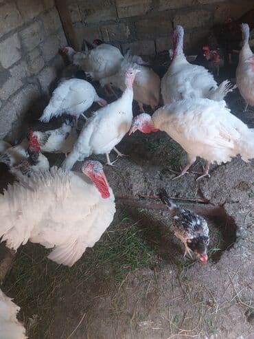 inek satışı: Satlir — 3