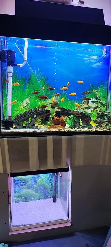 betta balığı: Tam komplekt akvarium sistemi - Şüşə akvarium: düz bucaq formalı — 3