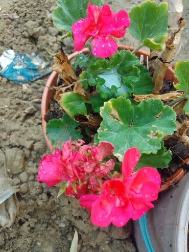 helba bitkisi faydaları: Həmişə yaşıl — 20