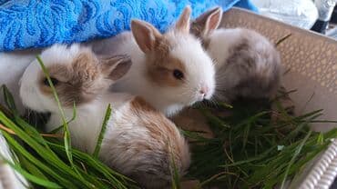 yerli keçilər: Dovsan balalari topdan Ve tek satilir. Yerli ve cins balalar — 5
