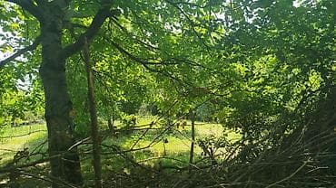 mida evlər: Ismayilli rayon Diyallı kəndində torpağ sahəsi satılır sənədi çıxarış — 1