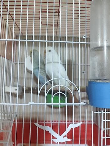 karella tutuquşu: Iki cüt bala verməyə hazır cüt. bir cütü 30manata. Savxoz Ramanada — 3