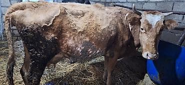 cins ineklerin satisi 2018: 4-cü qarın altında 20 günlük erkəy balanan sakit quzu kimi inək — 1