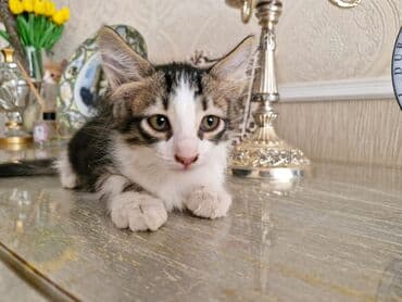 домики для кошек баку: Yaxşı əllərə — 3