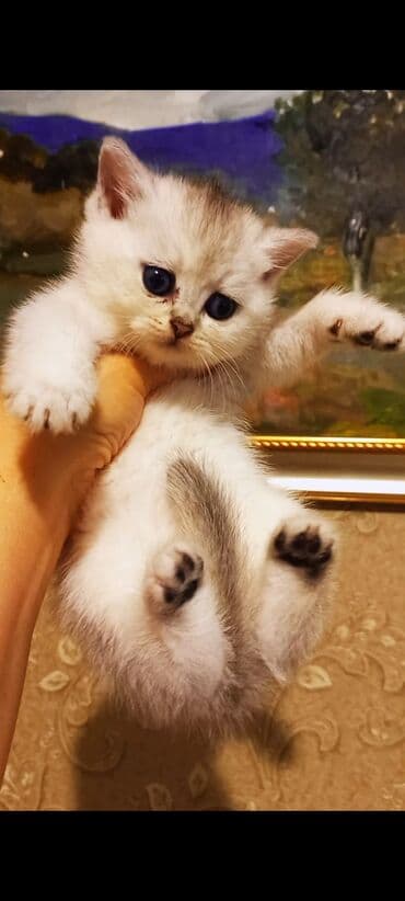 balaca ev itleri: Britan, Erkək, Dişi, Yaxşı əllərə, Ünvandan götürmə — 2