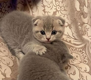 siam pişiyi: Şotland yastı qulaq — 2