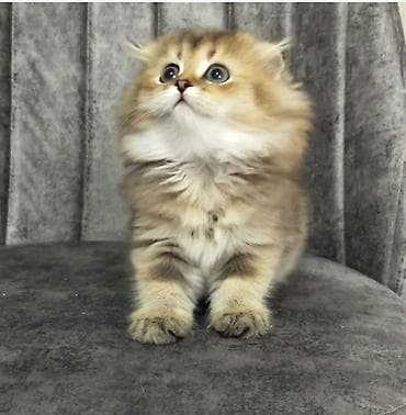 sirin pisik balalari: Şotland uzun tüklü — 3