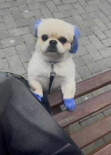 samoyed satılır: Pekines, 6 ay, Erkek, Peyvəndli — 2