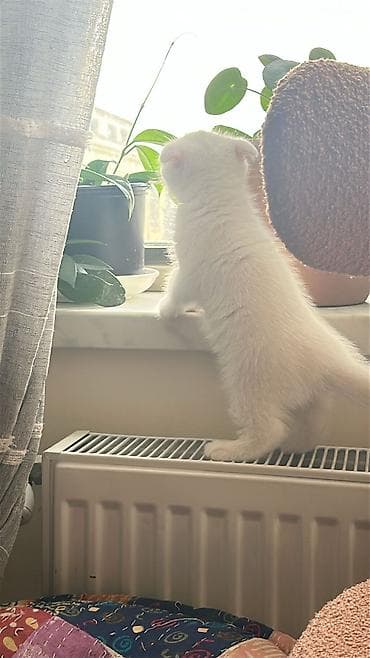 pişik sortları: Şotland yastı qulaq, Dişi — 2