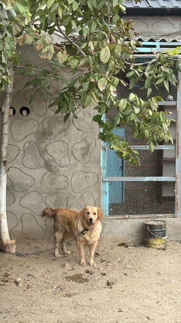 лабрадор купить: Labrador-retriver, 1 il, Erkek, Peyvəndli, Ünvandan götürmə — 1